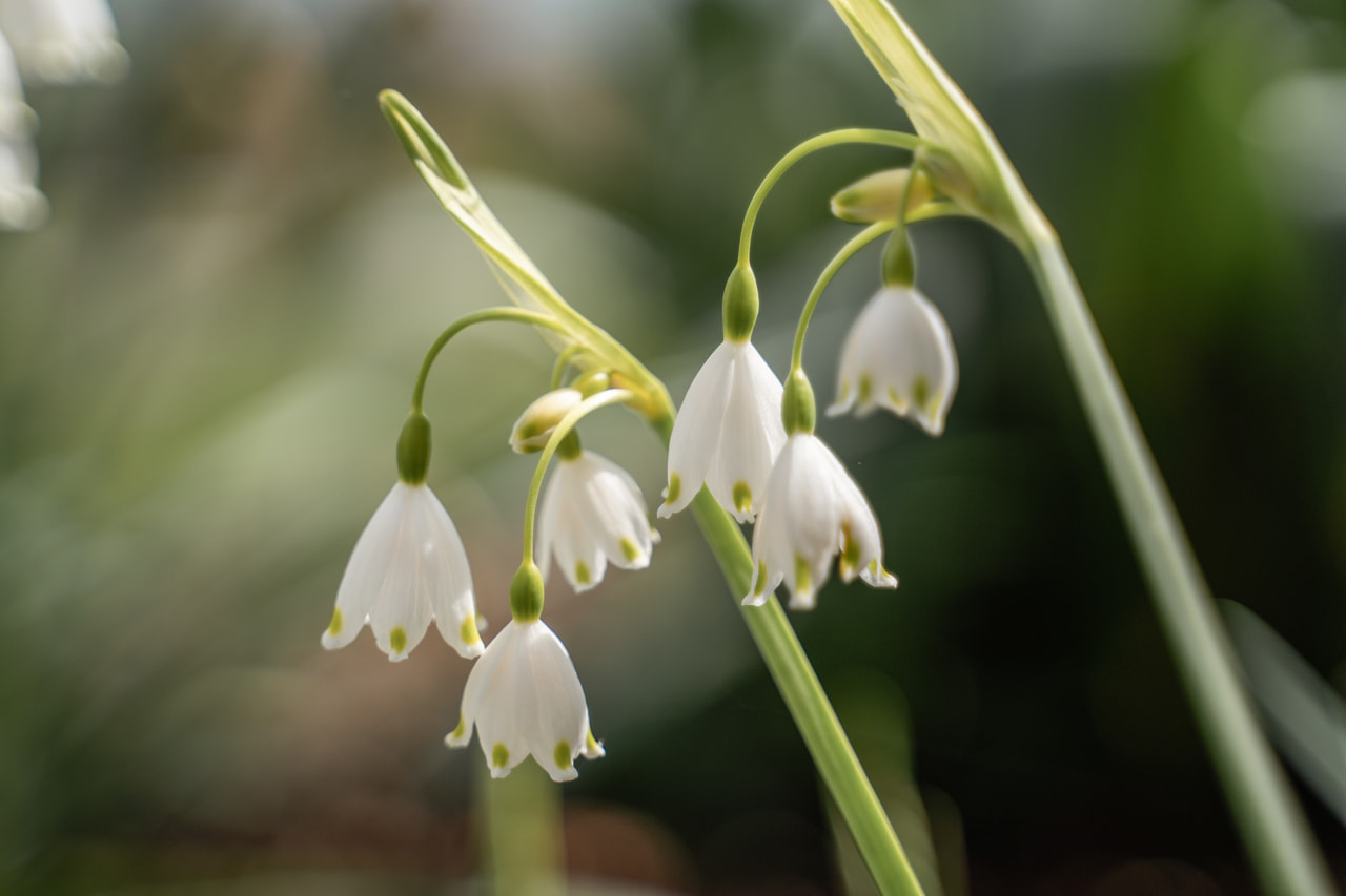 Suvilumipisara Gravetye Giant, Loukykvět