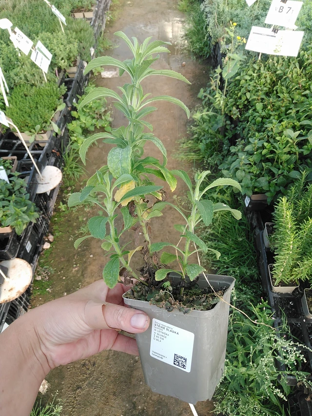 Stevia - 19. 8. 2025