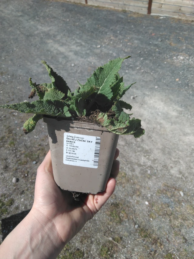 Salvia pratensis Sky Dance - 3. 4. 2025