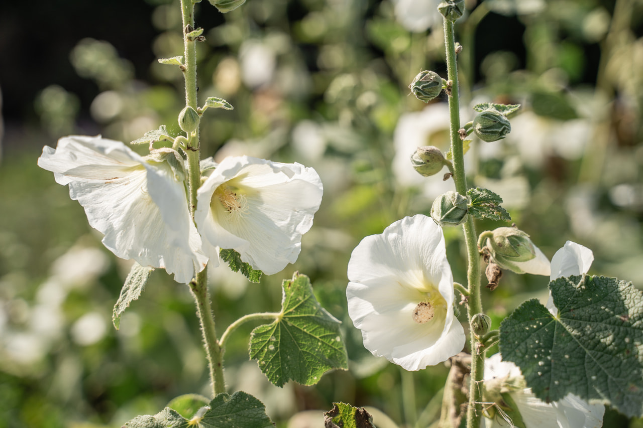 Salkoruusu Spotlight Polarstar, Loukykvět