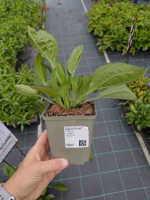 Päivänhattu Deamii - 10. 9. 2025