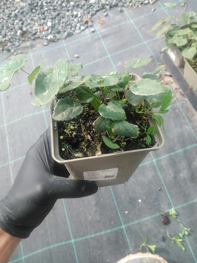 Epimedium Valor - 10. 9. 2025