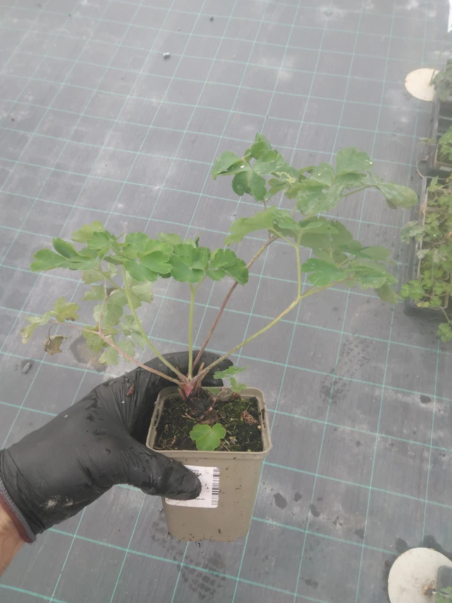 Lehtoakileija Black Barlow - 23. 10. 2025