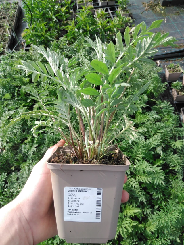 Ruiskaunokki Bright Rose - 2024