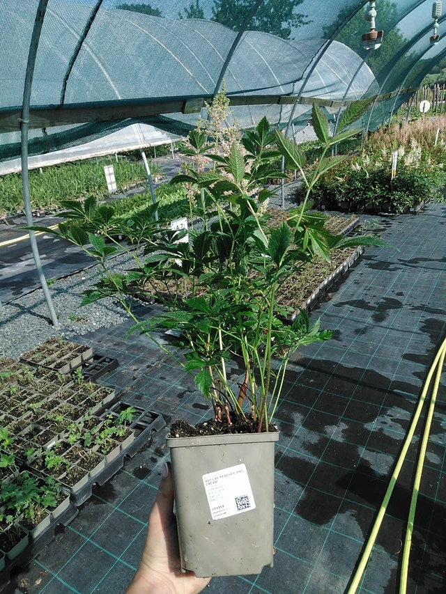 Astilbe Peaches and Cream - 13. 7. 2026