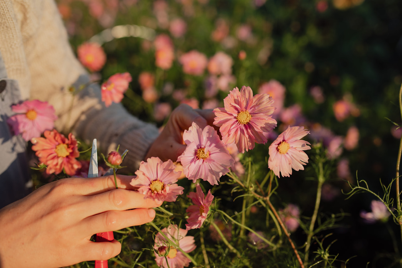 Cosmos Apricotta, Loukykvět