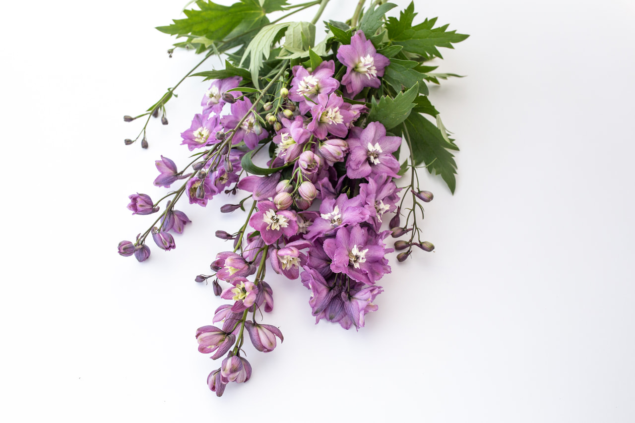 Delphinium Magic Fountains Lilac Pink (White Bee), Loukykvět