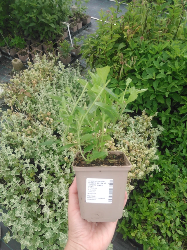 Maitokello Loddon Anna - 2024