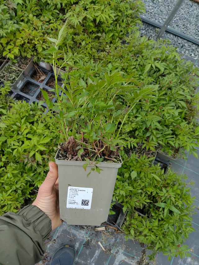 Astilbe Europa - 13. 5. 2026
