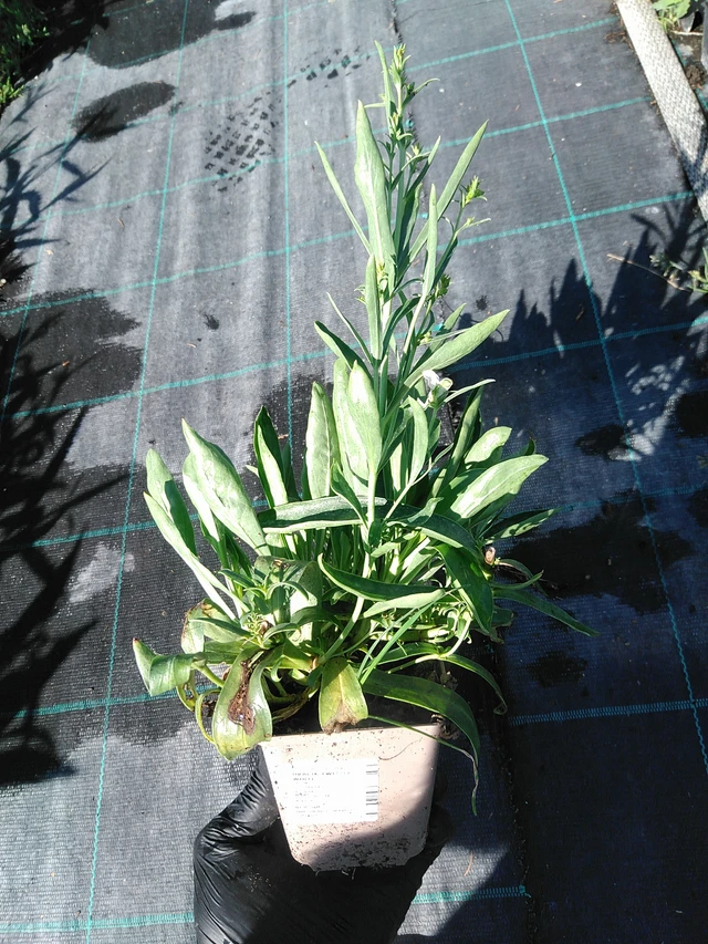 Partakello Twizzle White - 19. 8. 2025