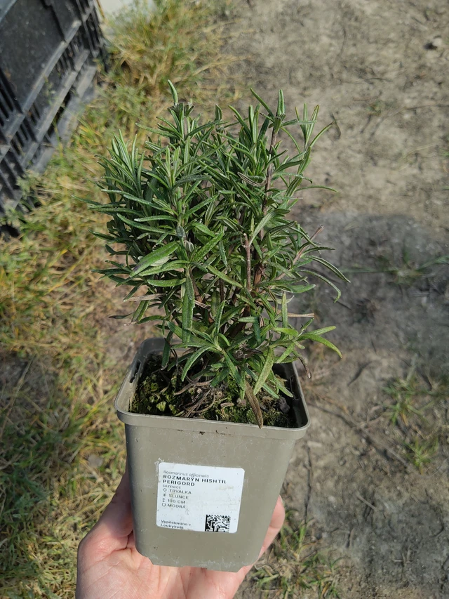 Rosmariini Hishtil Perigord - 27. 3. 2026