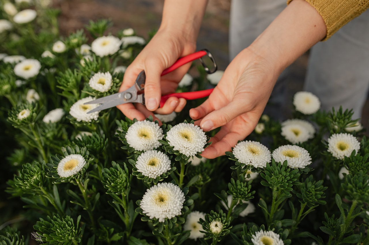 Asteri Bonita White, Loukykvět