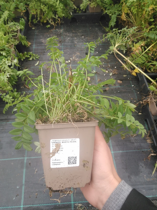 Sinilatva Filigree Clouds - 10. 10. 2025