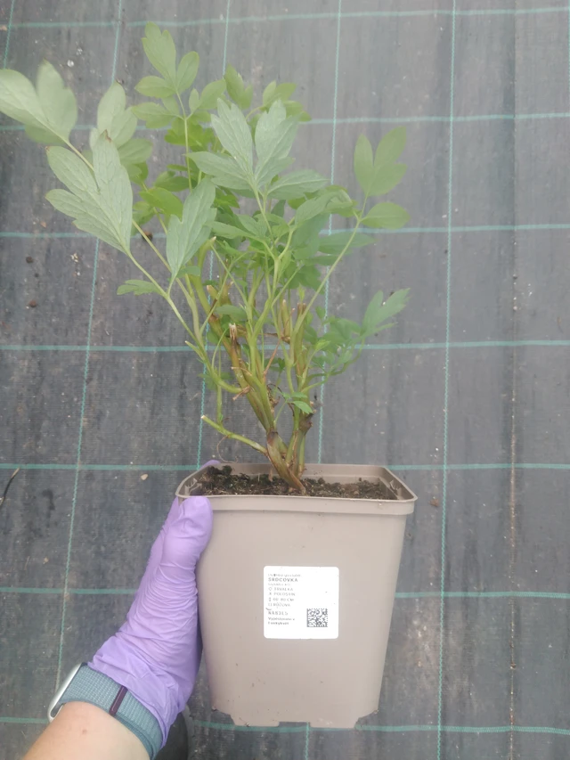 Särkynytsydän - 10. 7. 2025