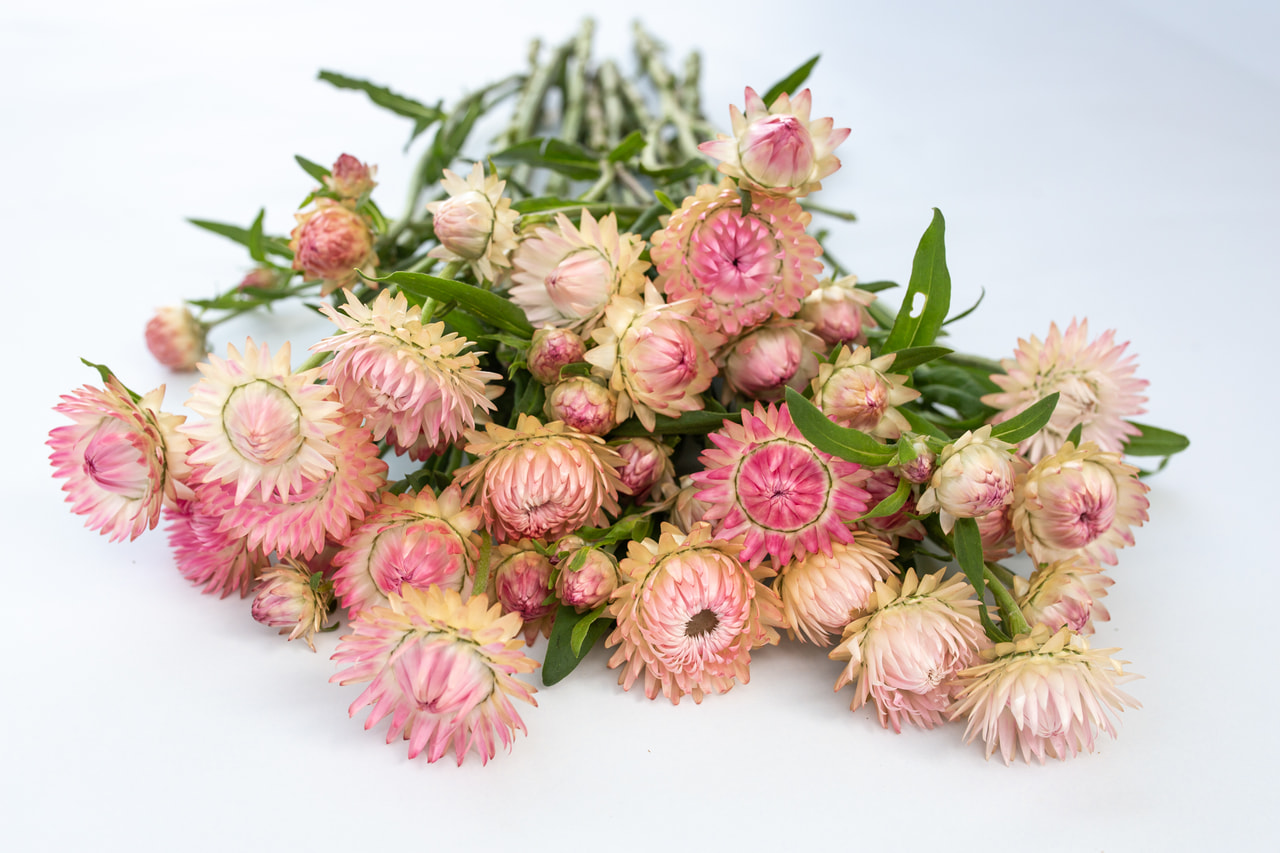 Olkikukka Bright Pink, Loukykvět