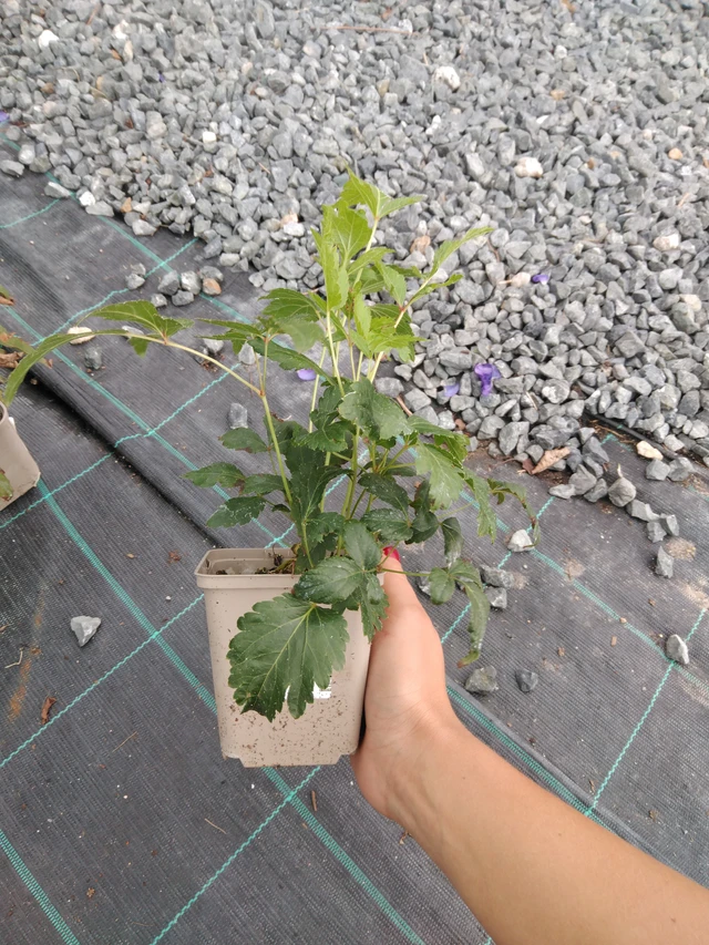 Jaloangervo Peach Blossom - 10. 9. 2025