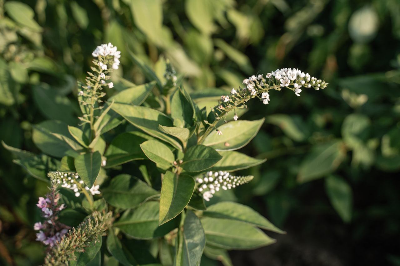 Valkoalpi, Loukykvět