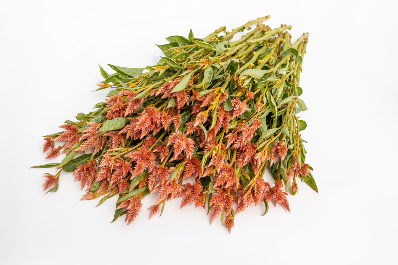 Kukonharja Celway Salmon, Loukykvět