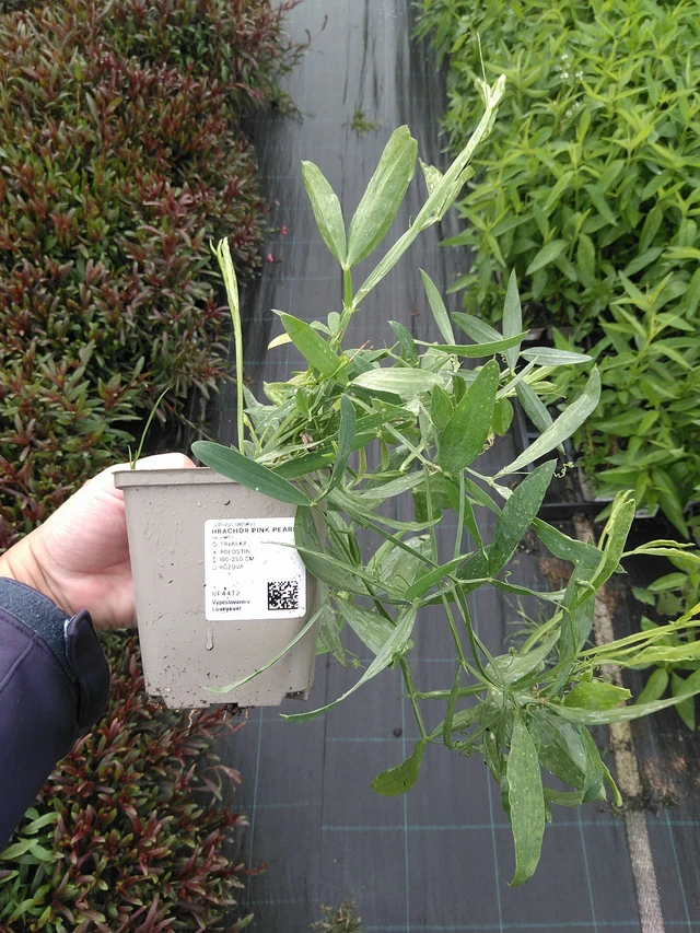 Tuoksuherne Pink Pearl - 11. 7. 2025