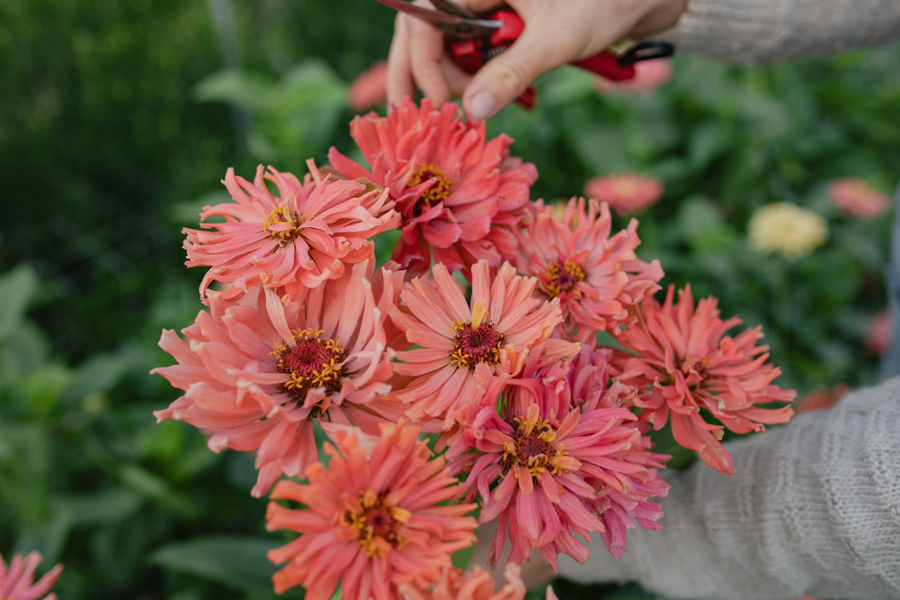 Zinnia Super Cactus Señorita, Loukykvět