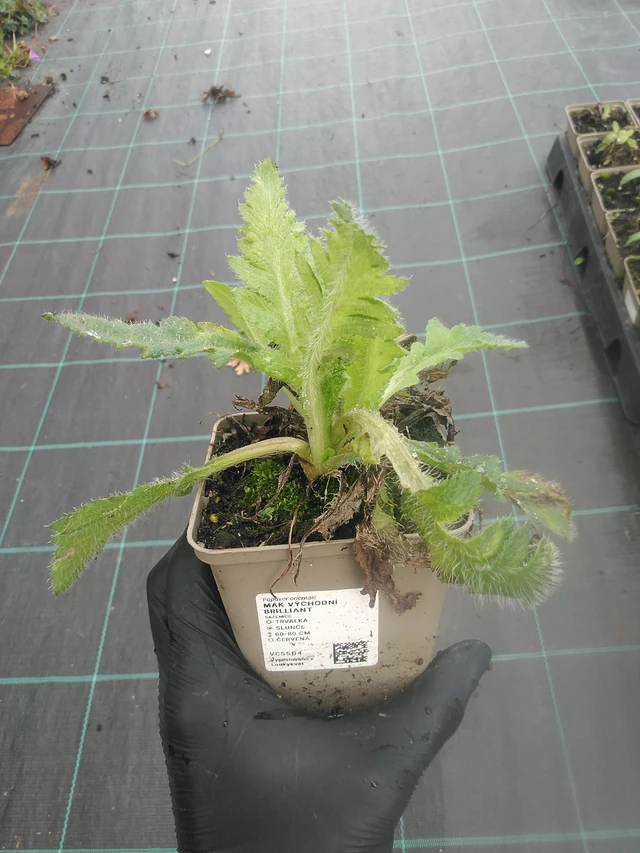 Idänunikko Brilliant - 13. 10. 2025