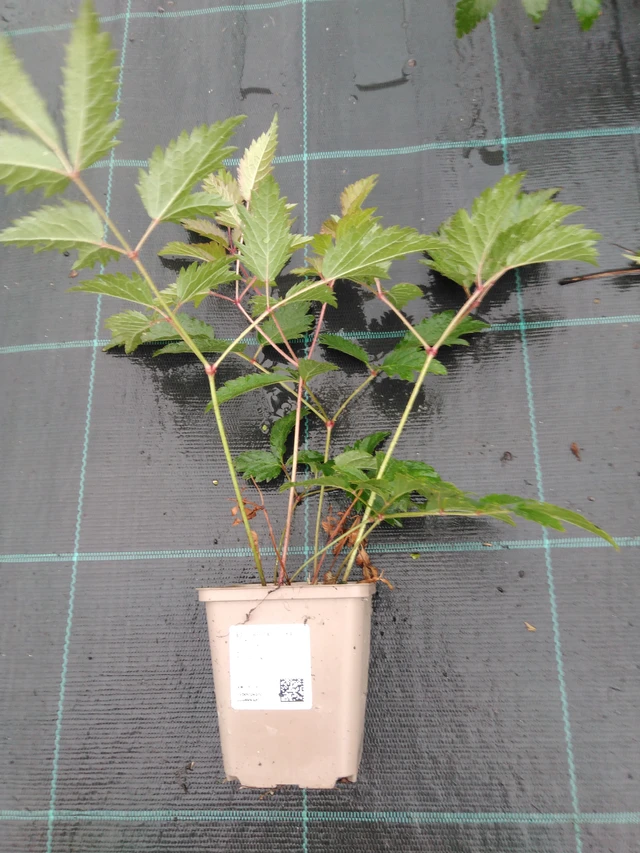 Jaloangervo Cattleya - 10. 9. 2025