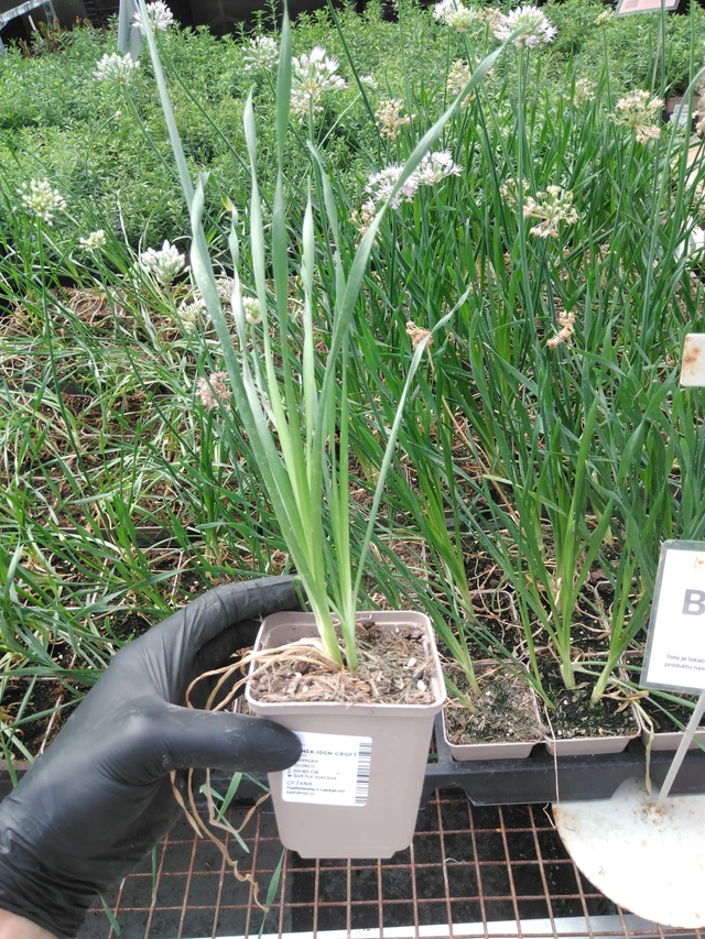 Allium Iden Croft - 2024