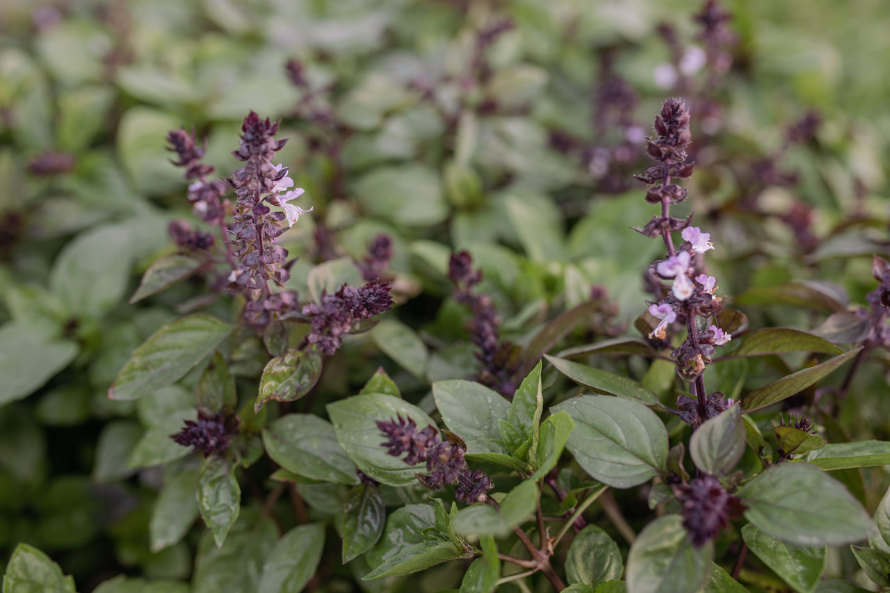 Basilika Cinamonette, Loukykvět
