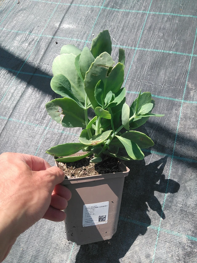 Sedum Iceberg - 24. 6. 2025
