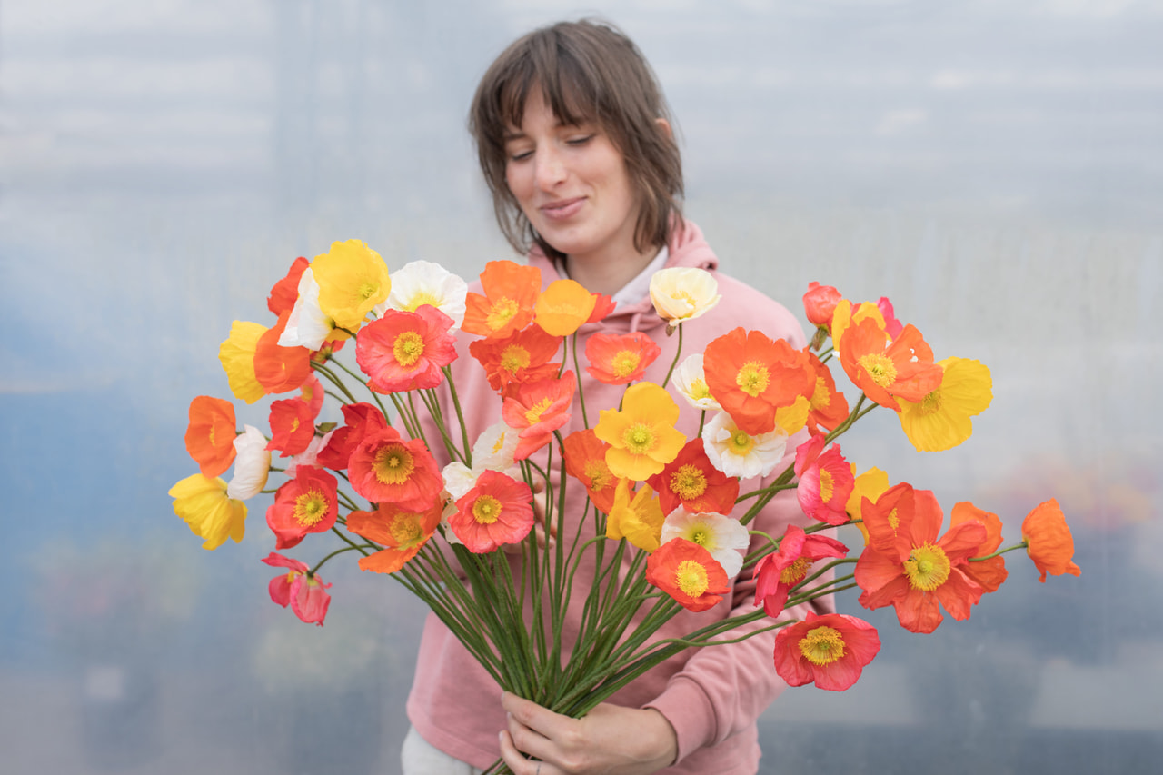 Amapola Champagne Bubbles Discover Mix, Loukykvět