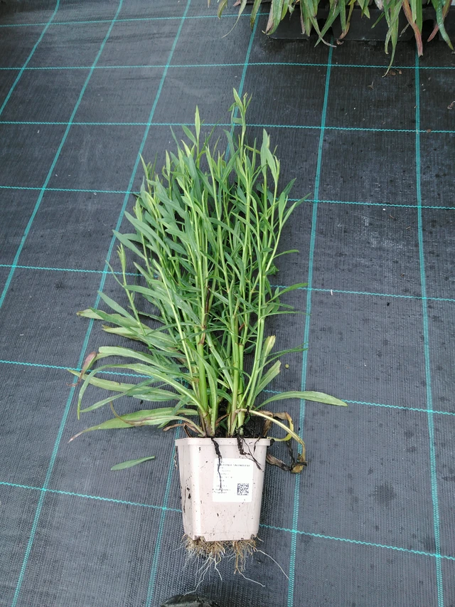 Boltonia Snowbank - 28. 7. 2025