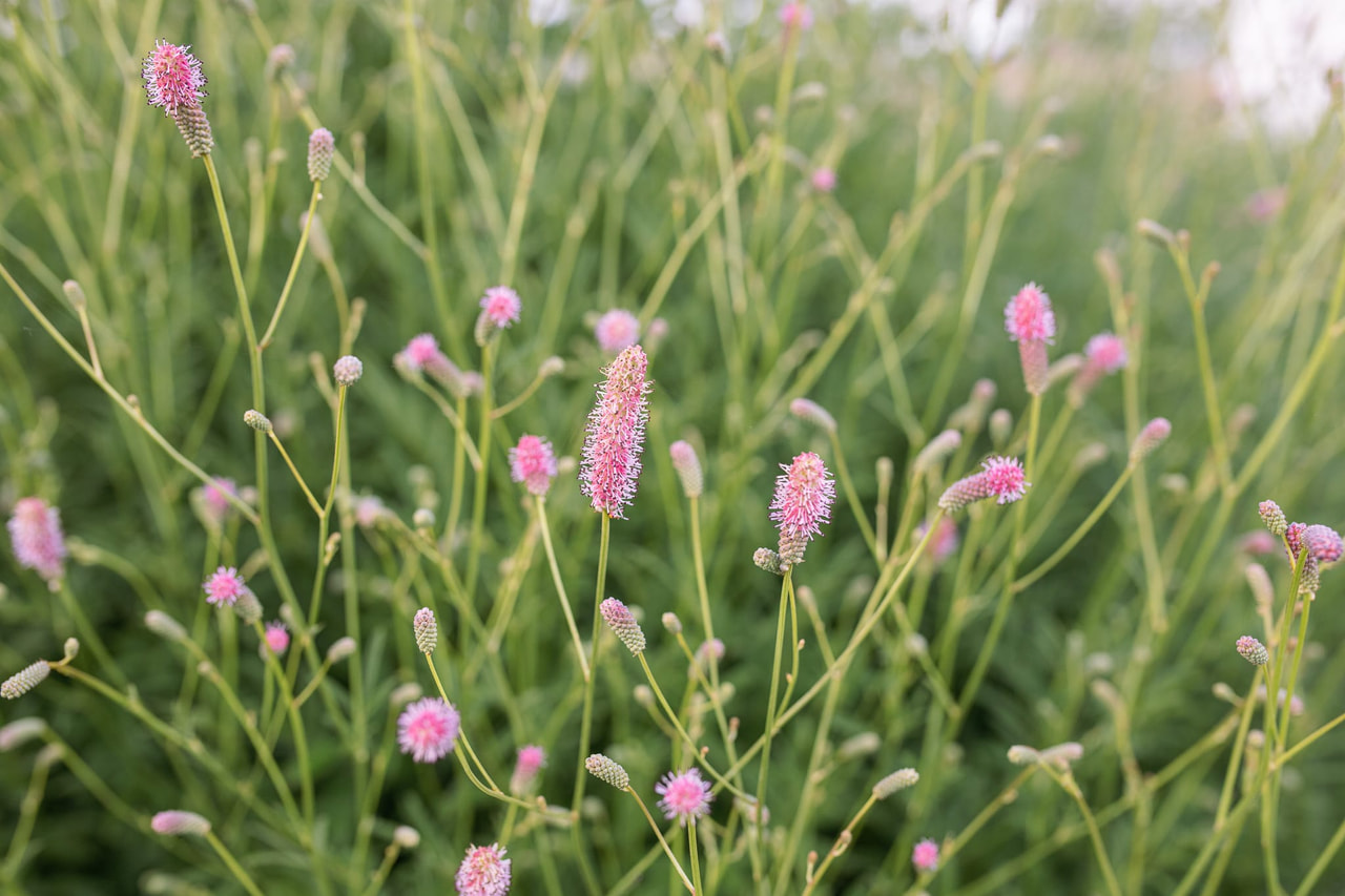 Sanguisorba Pink Tanna, Loukykvět