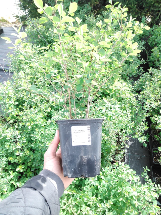 Symphoricarpos Magical Avalanche - 2024