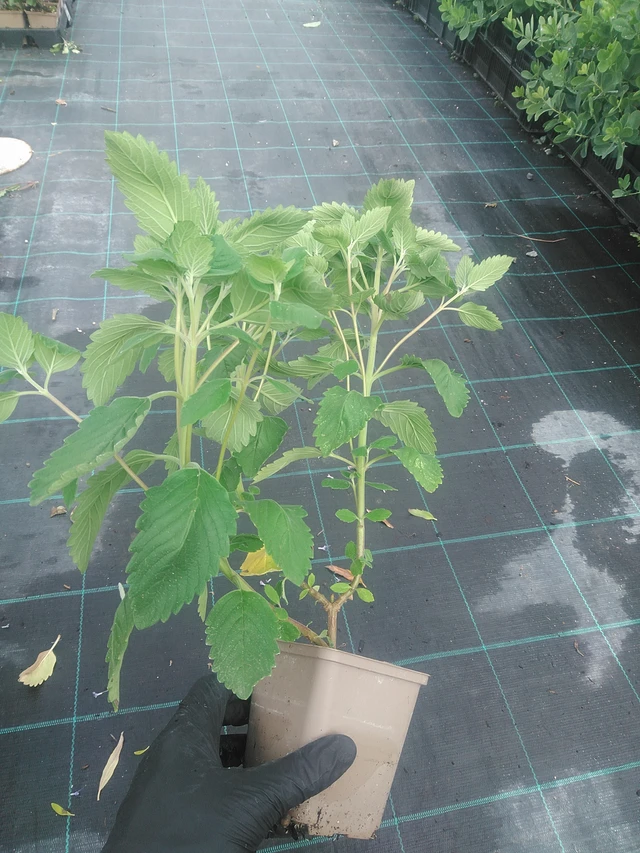 Caryopteris Pagoda Blush - 10. 9. 2025