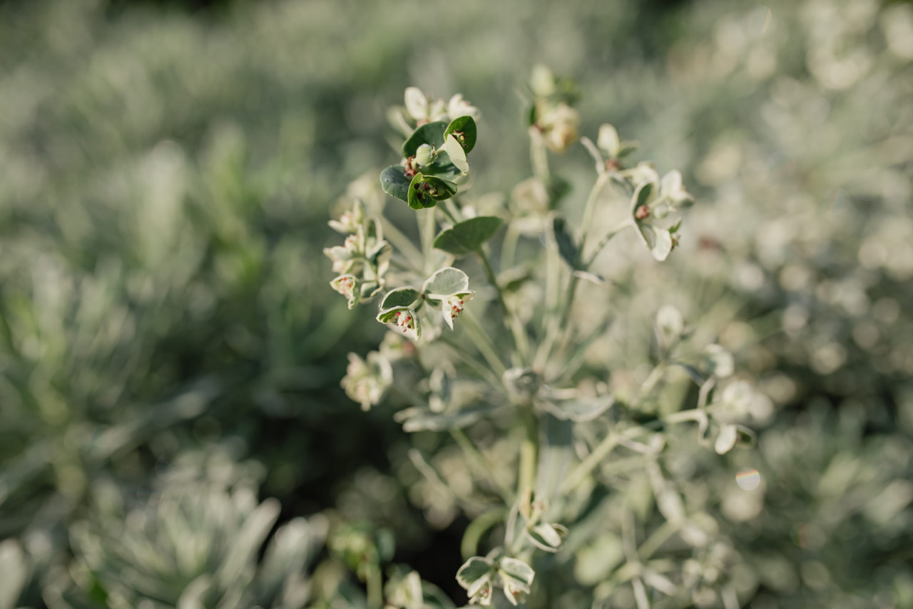 Euphorbia Silver Swan, Loukykvět