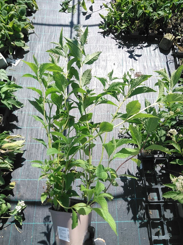 Punalatva Snowball - 19. 8. 2025