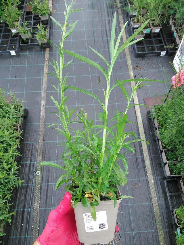 Asteri Pearla - 29. 7. 2025