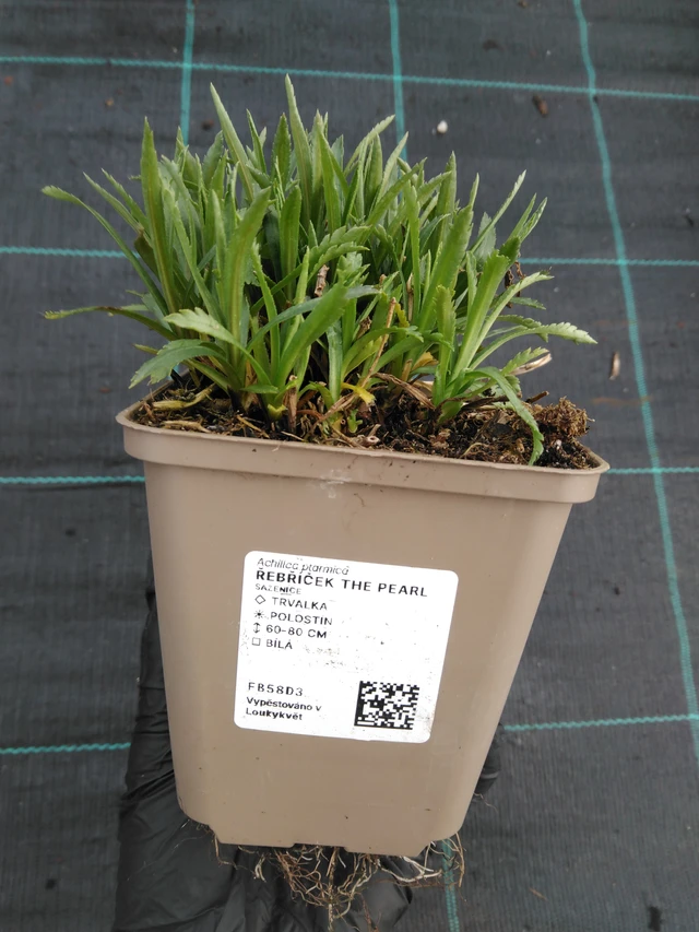 Kärsämö The Pearl - 1. 4. 2026