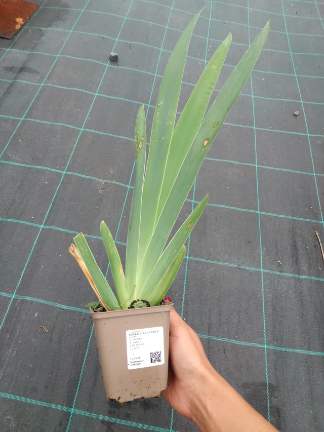 Kurjenmiekka Echassier - 10. 9. 2025