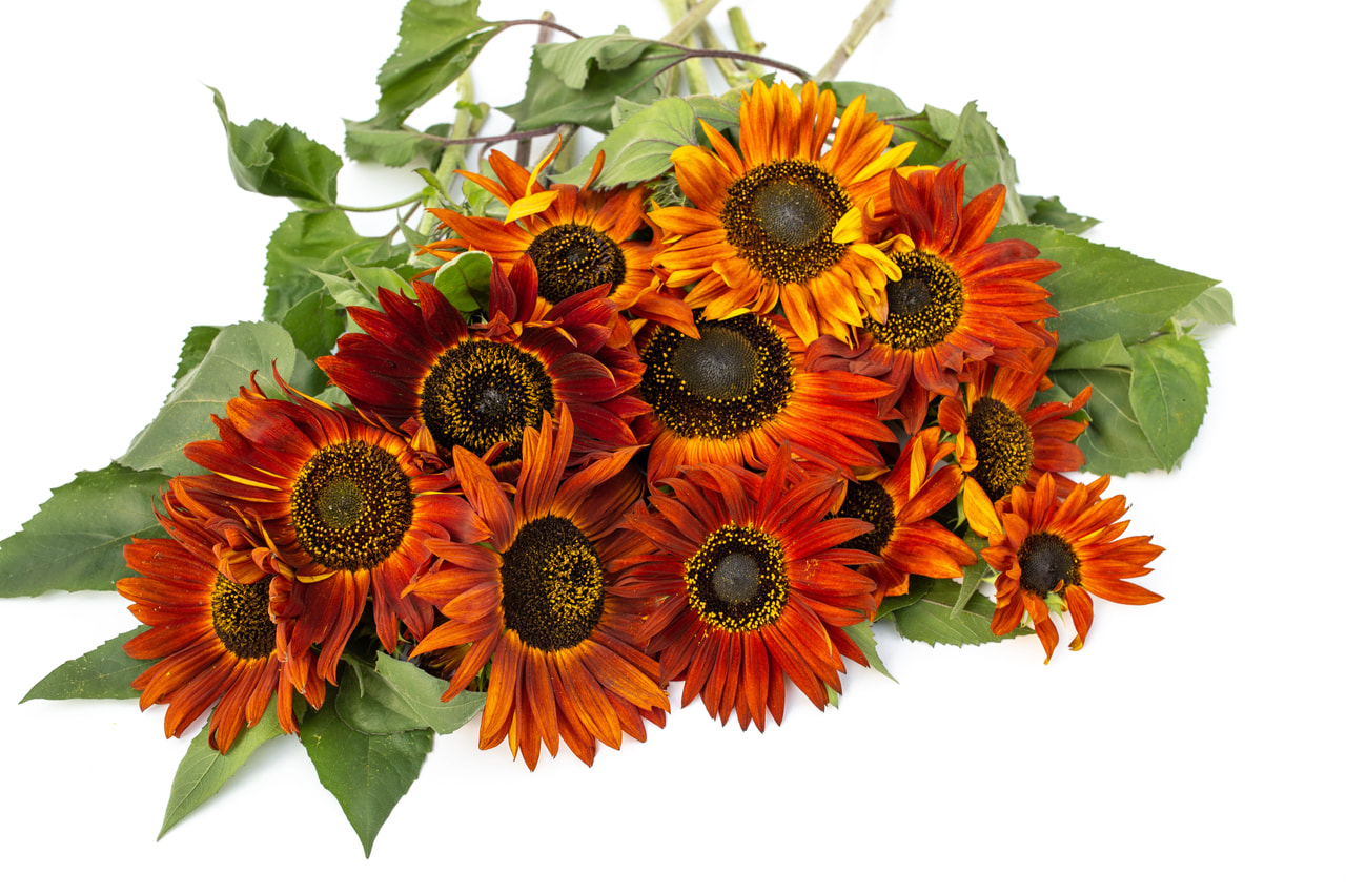 Zonnebloem Earthwalker, Loukykvět