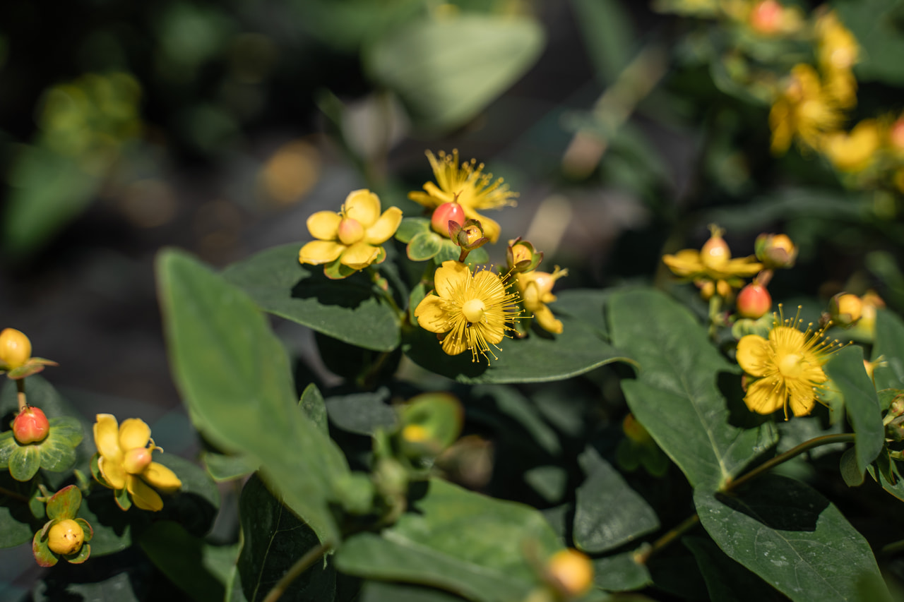 Hipérico Globo Coral, Loukykvět