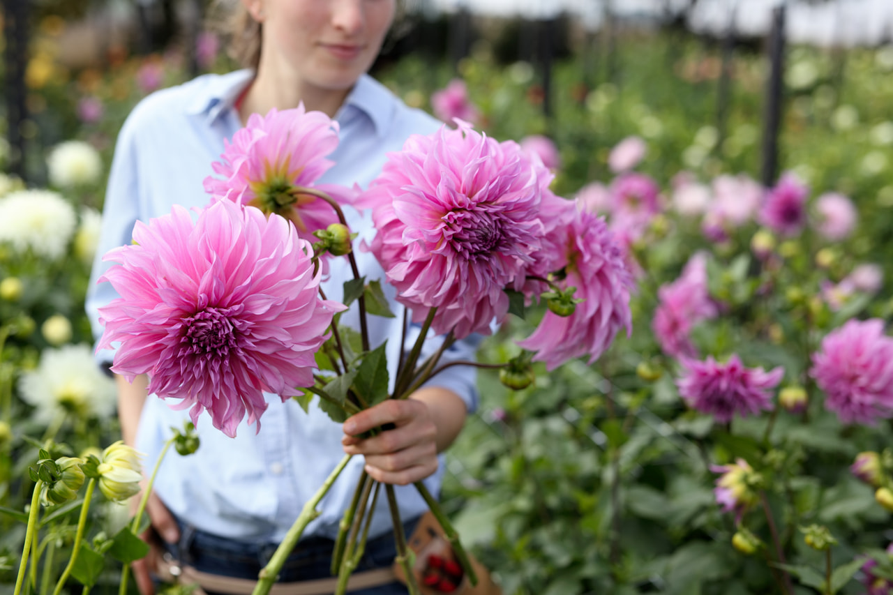 Daalia Vassio Meggos, Loukykvět