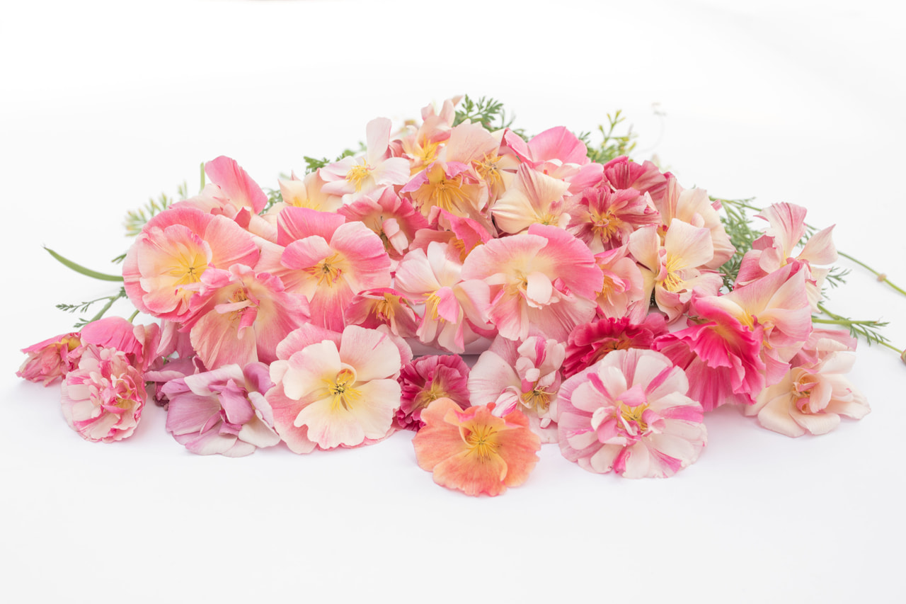 California Poppy Appleblossom Chiffon, Loukykvět