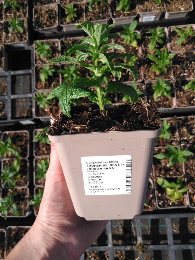 Maitokello Loddon Anna - 2024