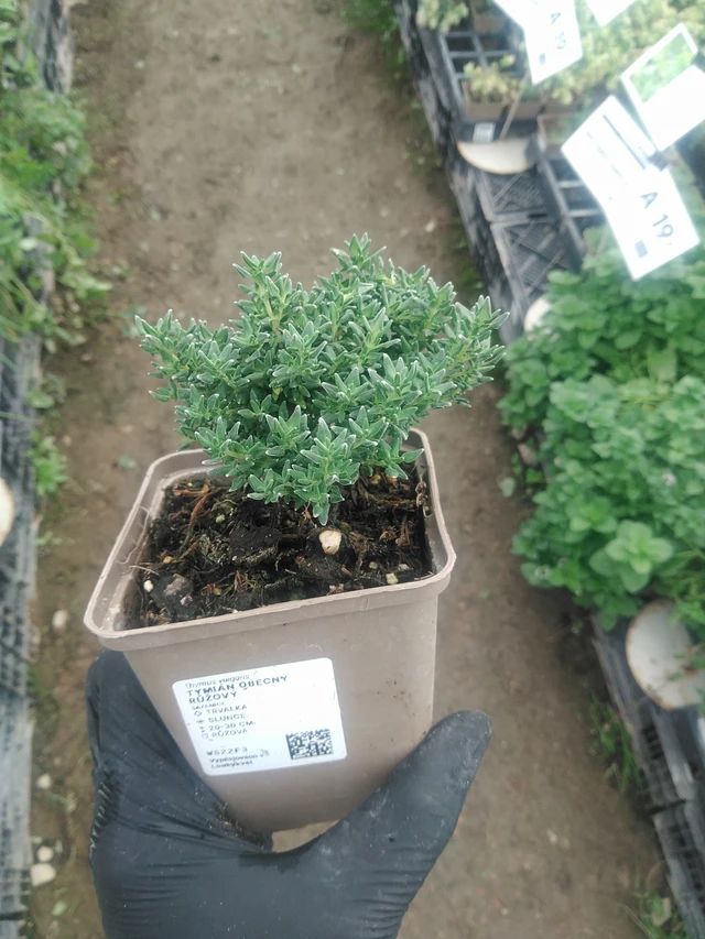 Tomillo rosa - 10. 9. 2025