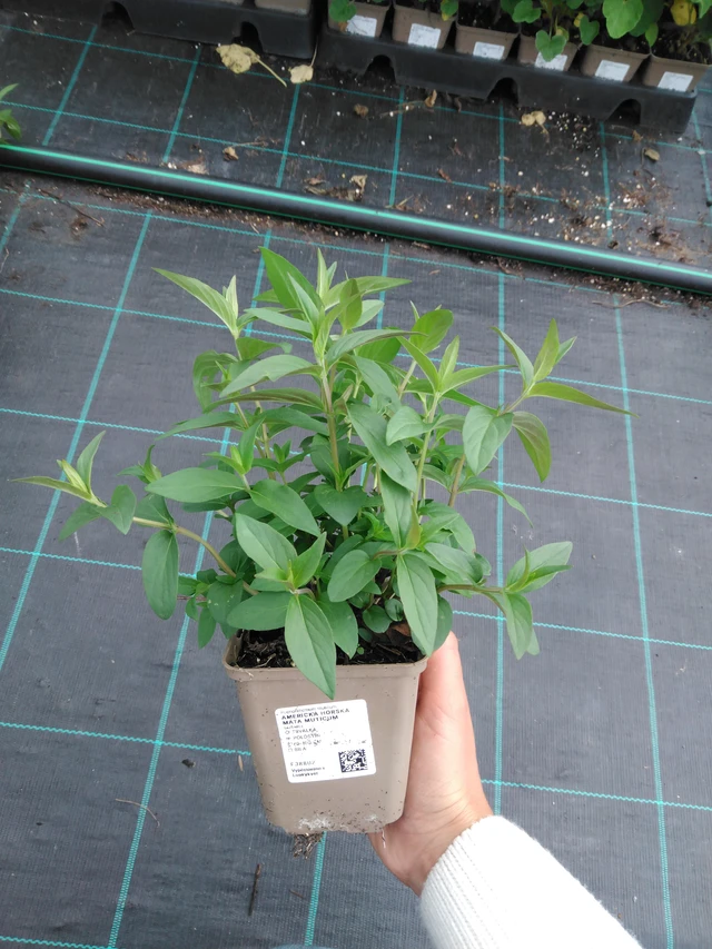 Vuoriminttu Muticum - 11. 9. 2025