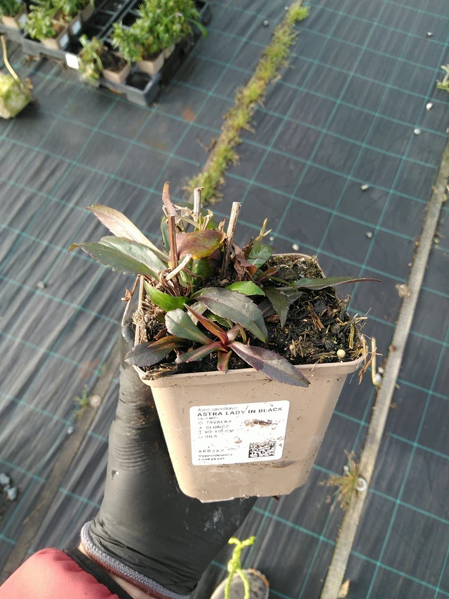 Asteri Lady in Black - 31. 10. 2025