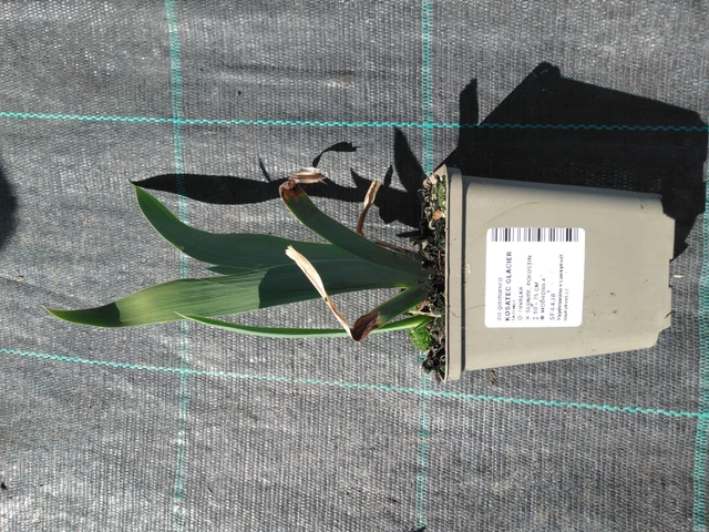 Kurjenmiekka Glacier - 3. 4. 2025