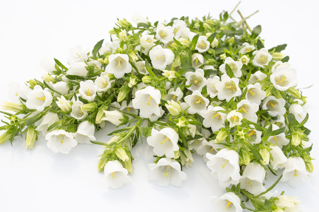 Klokjesbloem Champion White, Loukykvět