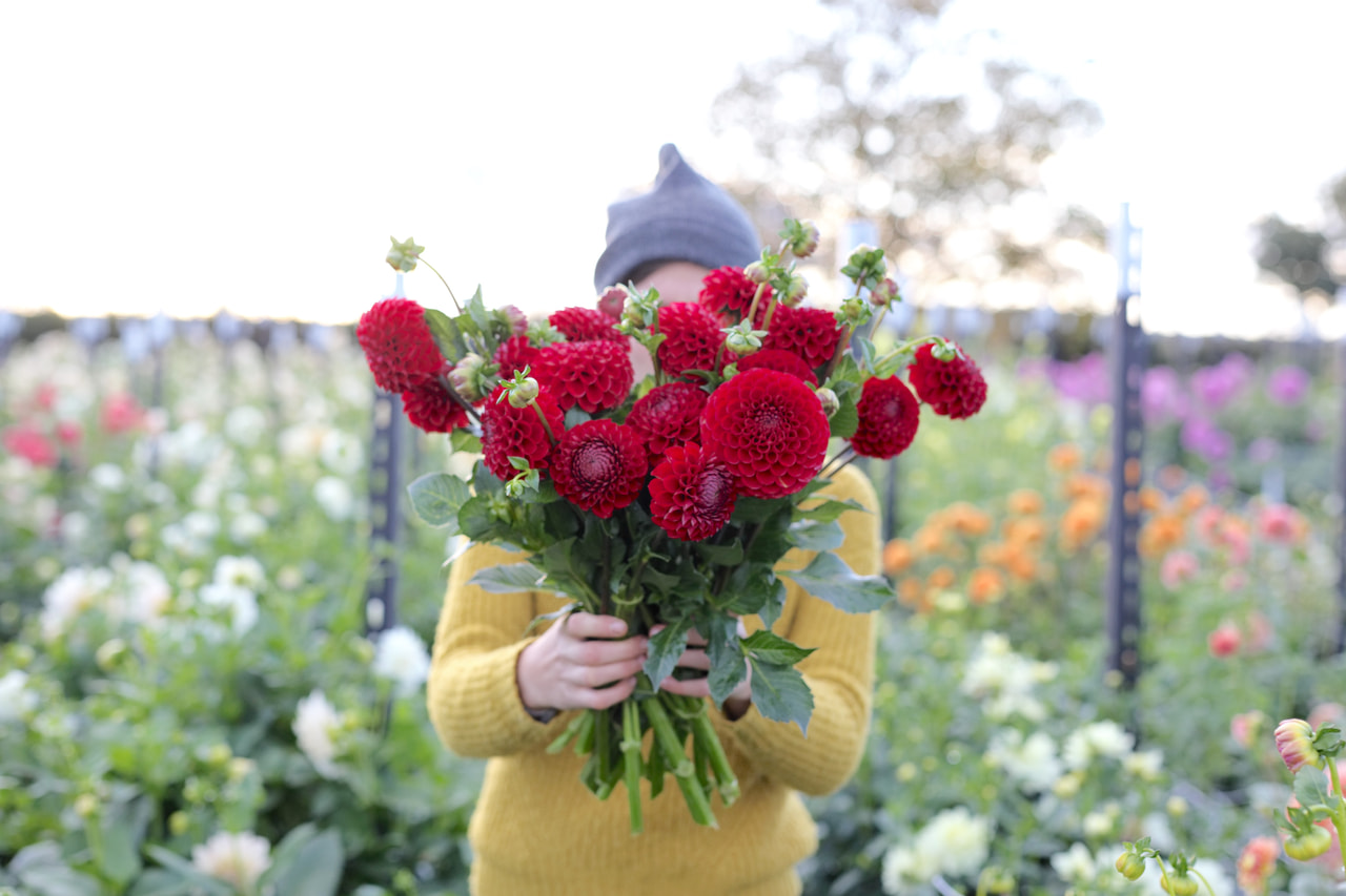 Daalia Cornel, Loukykvět